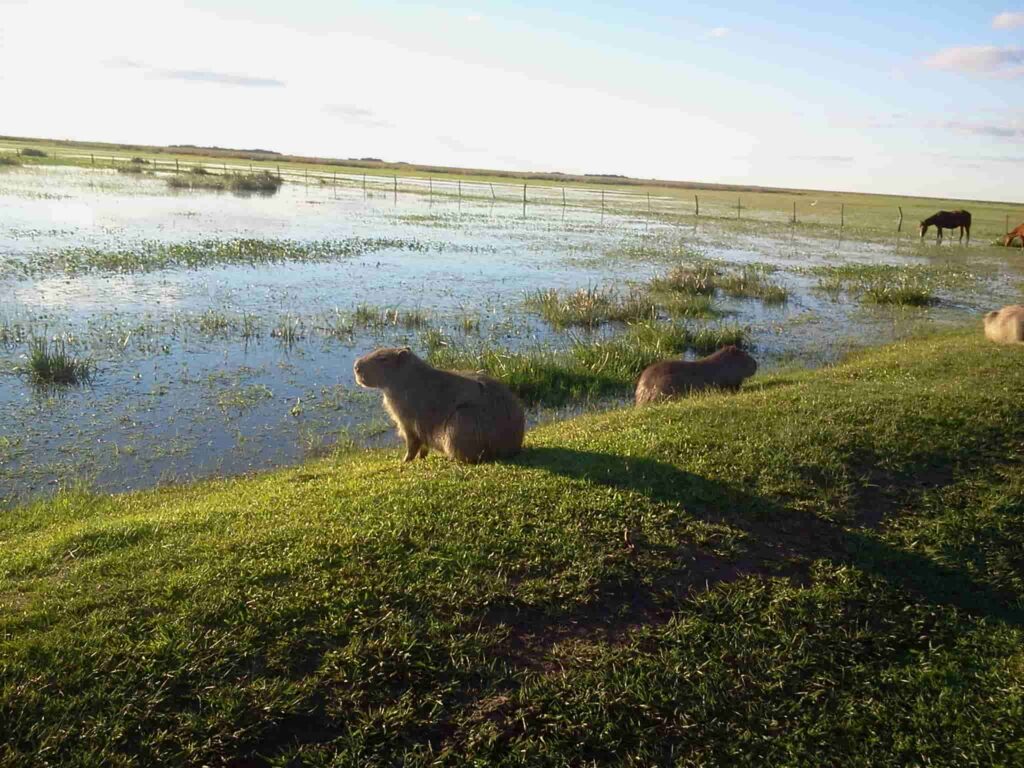 10 best cities to Visit in Argentina - Cool Places to Visit in Argentina 2023 Ibera Wetlands